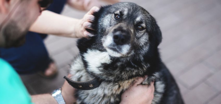 gimtadienis su gyvūnais 3 švenčių vietos