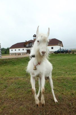 pradinukų išleistuvės su gyvūnais